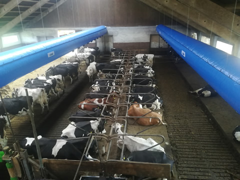 COWS REST MORE TIME IN CUBICLES WITH PROPER AIR SPEED